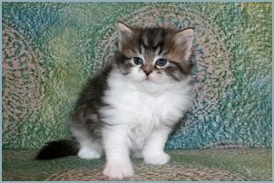 Female Siberian Kitten from Deedlebug Siberians